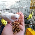 Baby White budgerigar